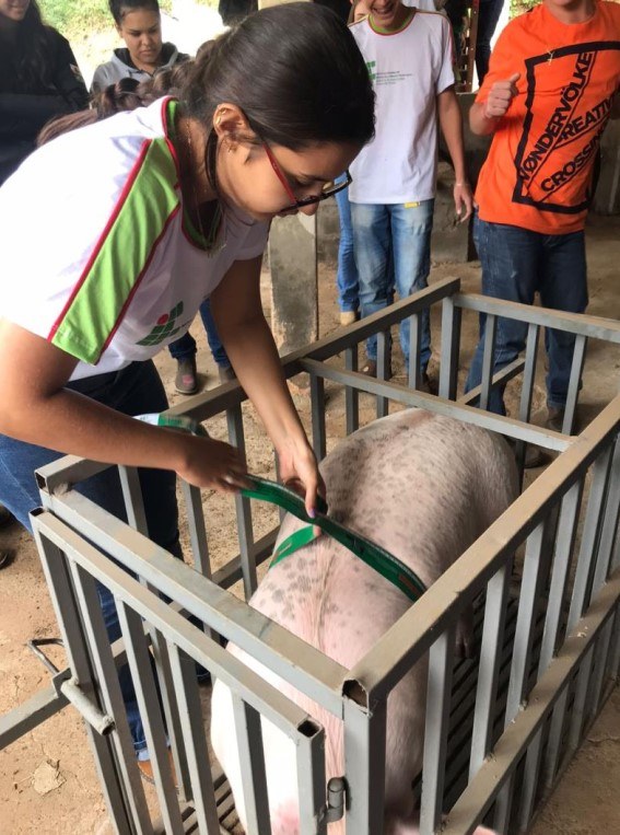 If Sudeste Mg Apresenta Tecnologia Para Suinocultura No Forcampo